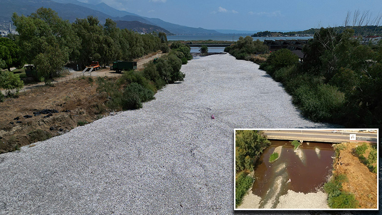 Τα μέτρα στήριξης των επιχειρήσεων λόγω των νεκρών ψαριών στον Παγασητικό Κόλπο