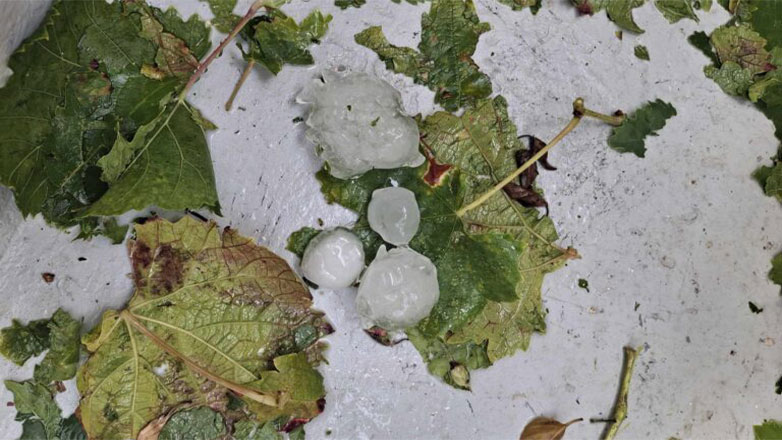Έντονη χαλαζόπτωση στους Αμπελόκηπους Πύλου – Προκάλεσε ζημιές σε καλλιέργειες και αυτοκίνητα