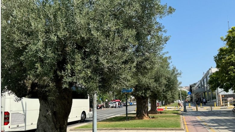 Βιολογικό λάδι από τα δέντρα της πόλης ετοιμάζει ο Δήμος Θεσσαλονίκης Βιολογικό λάδι από τα δέντρα της πόλης ετοιμάζει ο Δήμος Θεσσαλονίκης