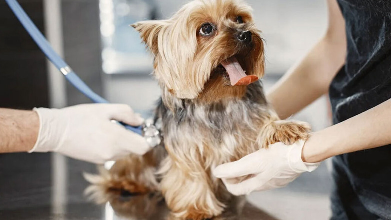 Σκύλος: Οι εξετάσεις που πρέπει να κάνει το φθινόπωρο