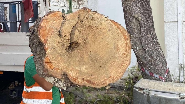 Νόμιμη κρίθηκε η κοπή αιωνόβιων επικίνδυνων δέντρων στο Ηράκλειο Κρήτης