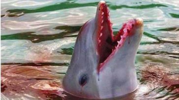 Από τη φυλακή του στη Γροιλανδία, ο υπερασπιστής των φαλαινών Πολ Γουότσον συνεχίζει τη μάχη