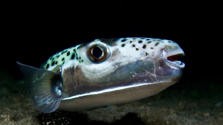 Πώς η υπερθέρμανση των θαλασσών αλλάζει τη «συμπεριφορά» των ψαριών