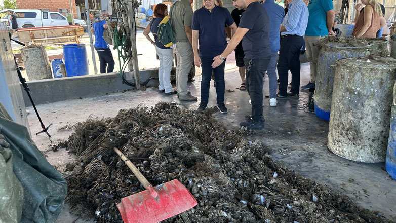 Μυδοκαλλιέργειες: Ολοκληρωτική καταστροφή στο Θερμαϊκό κόλπο