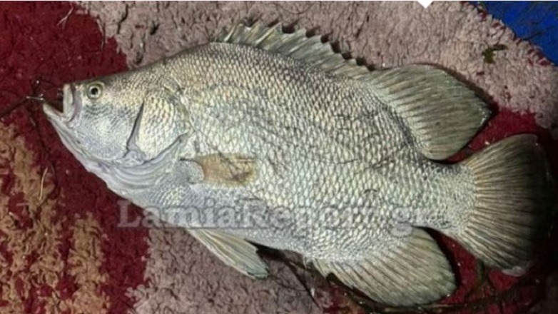 Παράξενο ψάρι από τον Ατλαντικό αλιεύτηκε ανοιχτά της Στυλίδας