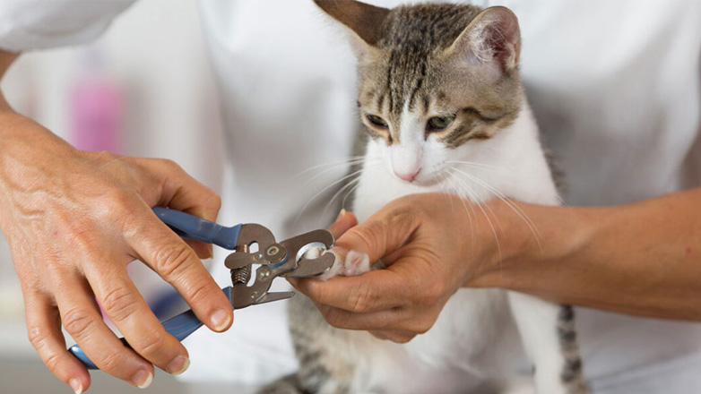 Πεντικιούρ στη γάτα: Πώς να το κάνετε στο σπίτι: