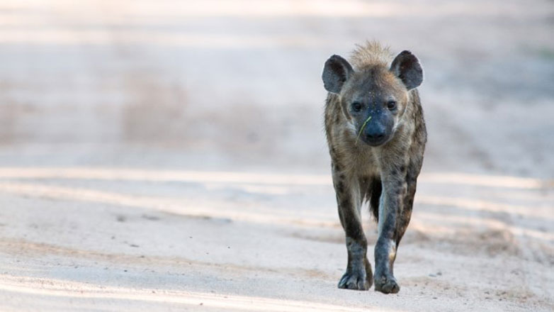Κένυα: Μια ύαινα σκότωσε ένα παιδί 5 ετών σε χωριό κοντά στο Ναϊρόμπι Κένυα: Μια ύαινα σκότωσε ένα παιδί 5 ετών σε χωριό κοντά στο Ναϊρόμπι