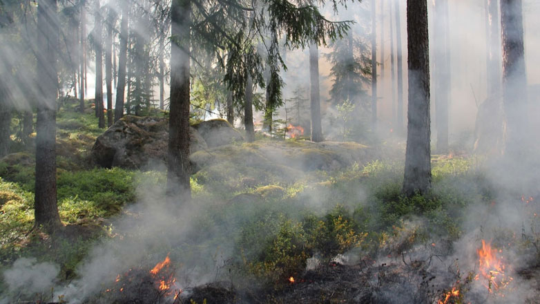 Συνελήφθη 28χρονος άνδρας για πυρκαγιά από πρόθεση στη Σάμο