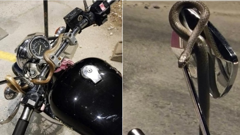 Τρόμος για οδηγό μηχανής – Φίδι τυλίχθηκε στο τιμόνι ενώ ήταν εν κινήσει