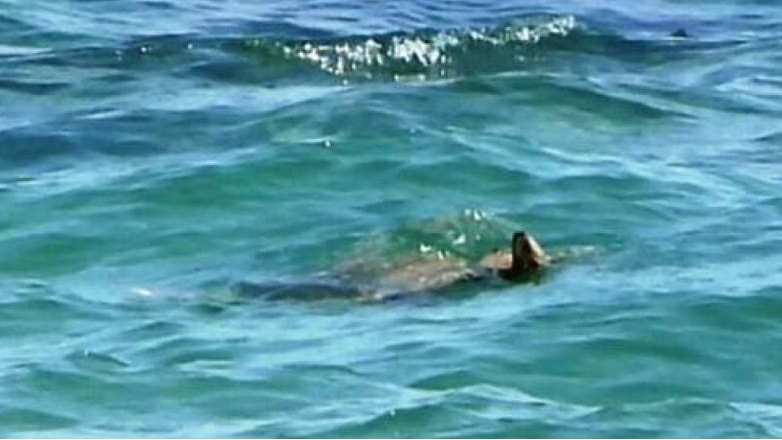 Σπάνια χελώνα από τροπικές θάλασσες ήρθε στην Ελλάδα