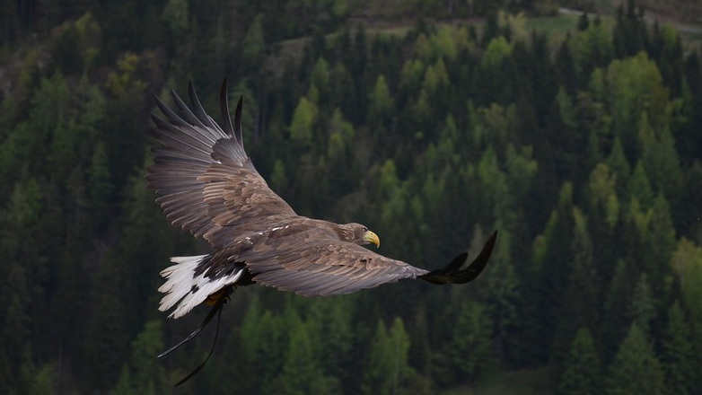 Νορβηγία: Βασιλικός αετός επιτέθηκε σε νήπιο