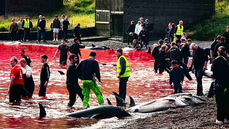Μαζική σφαγή δελφινιών – Βάφτηκε κόκκινη η θάλασσα από το αίμα (Προσοχή: Σκληρές εικόνες)