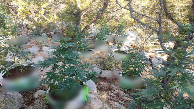 Εξαρθρώθηκε εγκληματική οργάνωση – Καλλιεργούσαν δενδρύλλια κάνναβης σε δύσβατη περιοχή της Αργολίδας