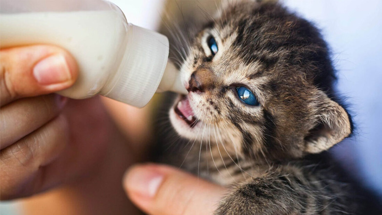Τελικά μπορώ να δώσω στη γάτα μου γάλα;