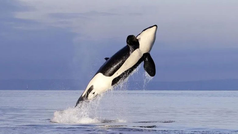 Η Ιαπωνία σκότωσε μια πτεροφάλαινα για εμπορικούς σκοπούς