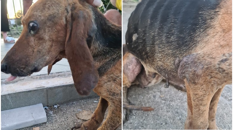 Κτηνωδία στην Ηλεία: Ελβετοί τουρίστες βρήκαν τυφλό κυνηγόσκυλο, με δεμένα πόδια, πεταμένο σε ποτάμι