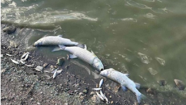 Ξεκίνησε η περισυλλογή των νεκρών ψαριών στην λίμνη του Περδίκκα