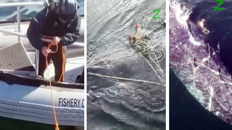 Καναδάς: Ομάδα διάσωσης απελευθέρωσε καμπουροφάλαινα η οποία είχε μπλεχτεί σε πετονιές Καναδάς: Ομάδα διάσωσης απελευθέρωσε καμπουροφάλαινα η οποία είχε μπλεχτεί σε πετονιές