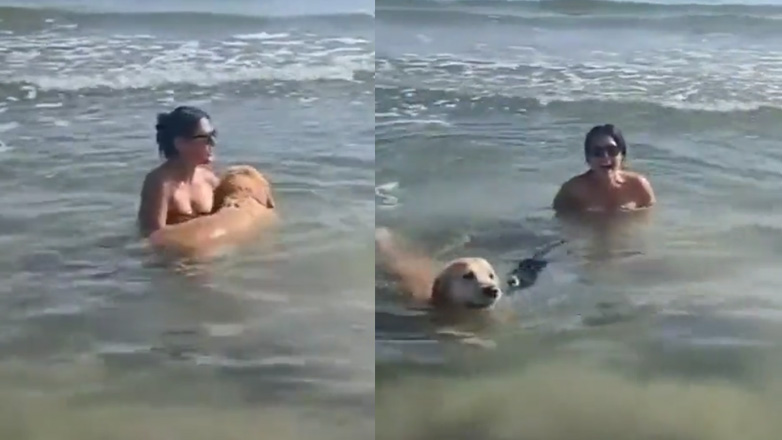 Σκύλος βγάζει το μαγιό της ιδιοκτήτριάς του