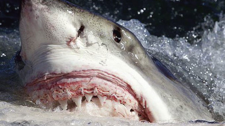 Ισπανία: Γερμανίδα τουρίστρια έχασε τη ζωή της από επίθεση καρχαρία