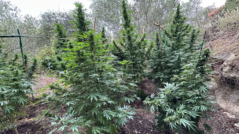 Εντοπίστηκαν δύο φυτείες κάνναβης στο Ρέθυμνο