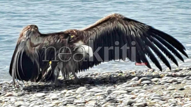 Κρήτη: Γυπαετός βούτηξε για ψάρια στη θάλασσα και κινδύνεψε να πνιγεί