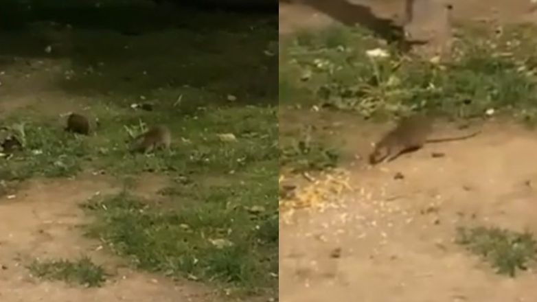 Ποντίκια κόβουν βόλτες στην πλατεία Συντάγματος – Έχουν κάνει φωλιές σε δέντρα και φρεάτια