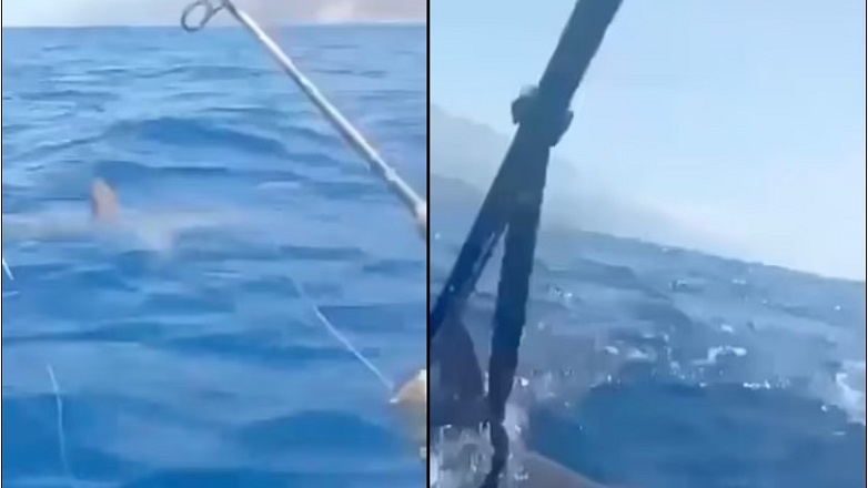 Χτυπούσε τον καρχαρία με το κουπί του καγιάκ, για να τον απωθήσει Χτυπούσε τον καρχαρία με το κουπί του καγιάκ, για να τον απωθήσει