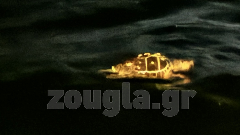 Χελώνα κολυμπάει στον Θερμαϊκό