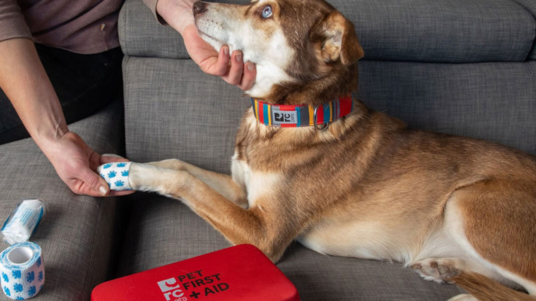 Σκύλος: Πώς να κάνουμε ΚΑΡΠΑ στον τετράποδο φίλο μας