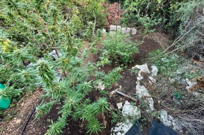 Συνελήφθη με 1,5 κιλό κάνναβη