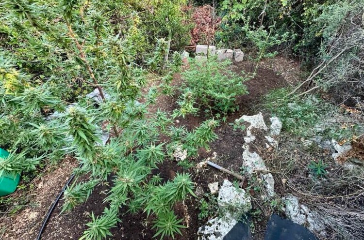 Συνελήφθη με 1,5 κιλό κάνναβη