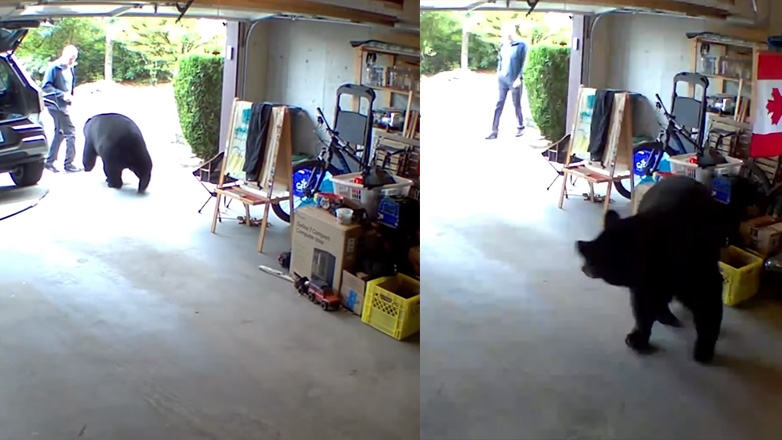 Βρήκε μια αρκούδα στο γκαράζ του
