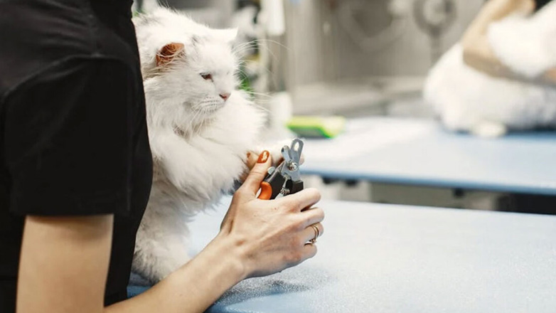 Πώς να κόψετε τα νύχια στη γάτα σας