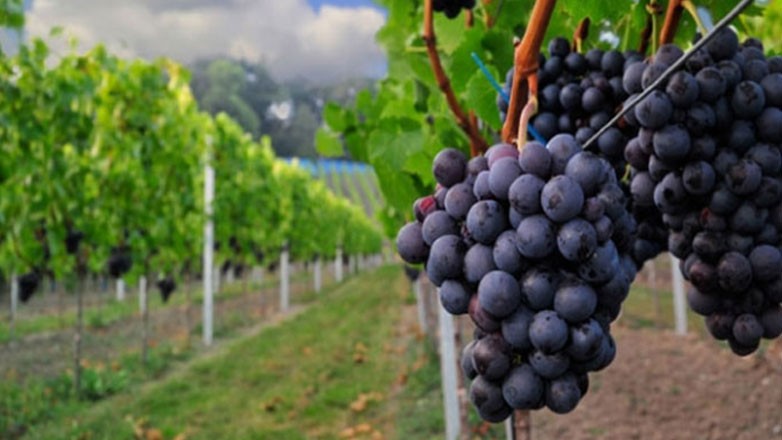 Νωρίτερα εδώ και πολλές δεκαετίες τρύγησαν τα αμπέλια στη Β. Ελλάδα