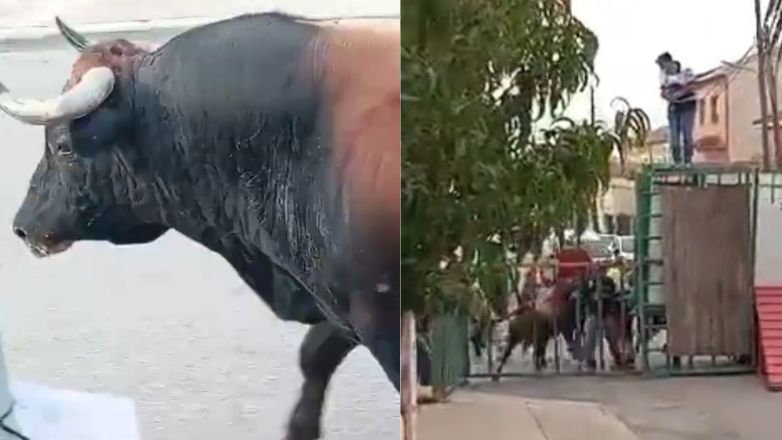 Φονικό χτύπημα ταύρου στην Ισπανία – Ένας νεκρός και δύο τραυματίες