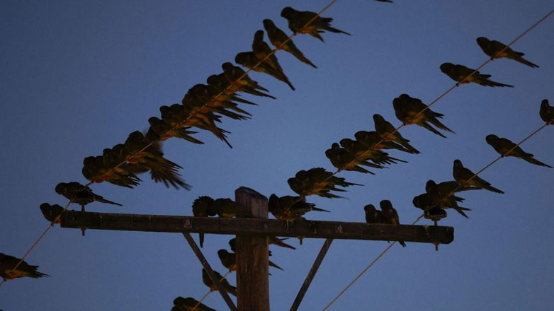 Αργεντινή: Μια πόλη αντιμέτωπη με την εισβολή… παπαγάλων Αργεντινή: Μια πόλη αντιμέτωπη με την εισβολή… παπαγάλων