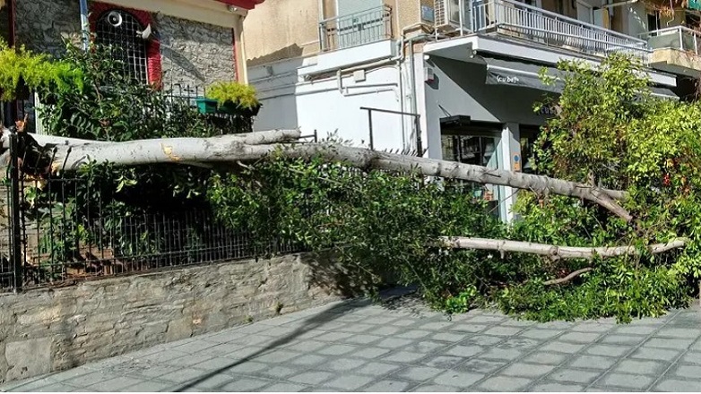 Ξεριζώνει δέντρα ο αέρας στη Θεσσαλονίκη