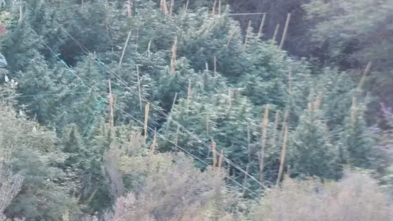 Καβάλα: Εντοπίστηκε φυτεία δενδρυλλίων κάνναβης σε δασική περιοχή – Τρεις συλλήψεις