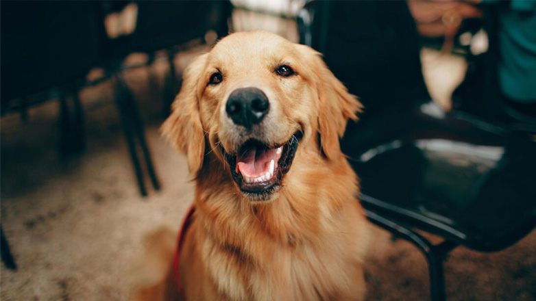 Σπιτική λιχουδιά για σκύλους με φυστικοβούτυρο και μπανάνα