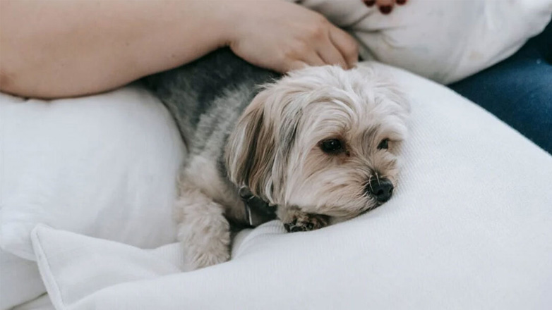 Σκύλος: Πώς να διώξετε τη μυρωδιά του από το σπίτι