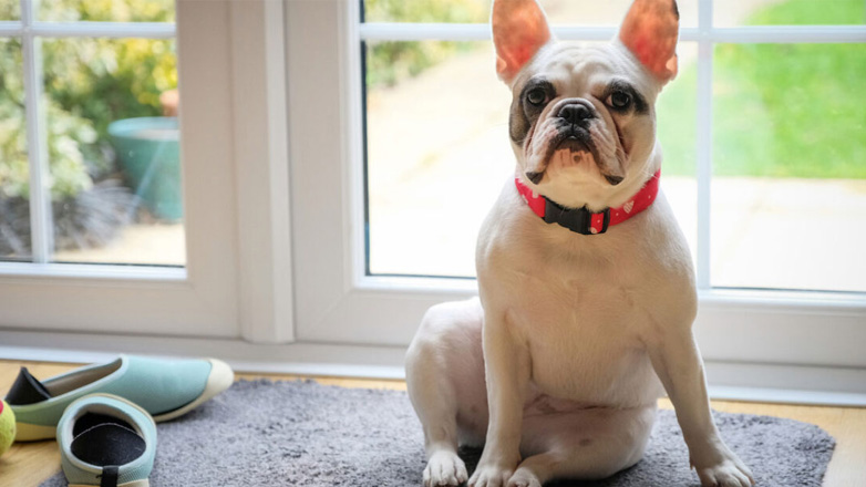 Σκύλος: Το σωστό καθάρισμα μετά τη βόλτα