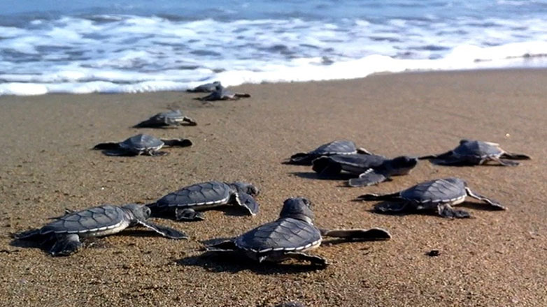 «Είναι εξαιρετικά συγκινητικό»: Οι φωλιές θαλάσσιων χελωνών στην Ελλάδα φτάνουν σε νούμερα ρεκόρ