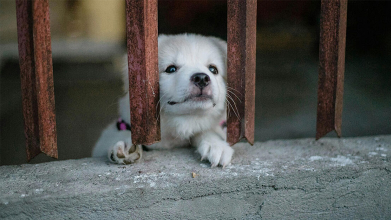 Σκύλος: Τα σημάδια που δείχνουν πως έχει κατάθλιψη