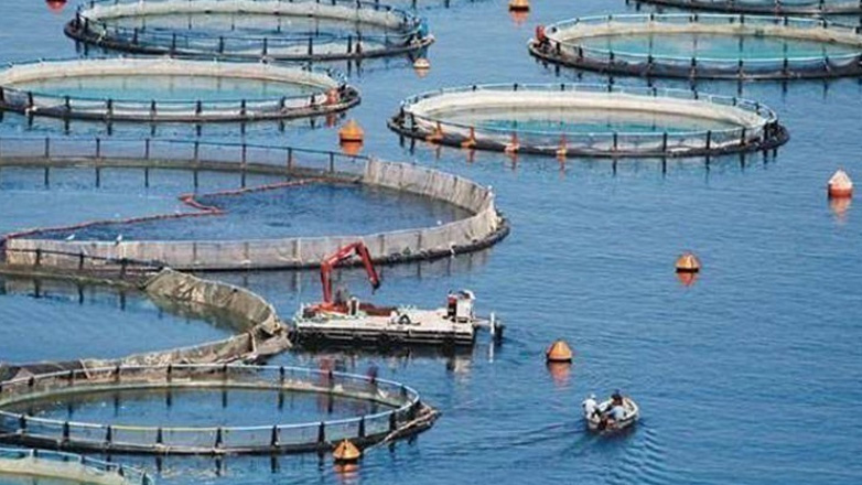 Ελληνική ιχθυοκαλλιέργεια: Πρωτοπορεί στην Ευρωπαϊκή Ένωση