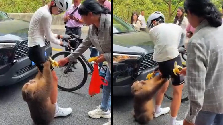 Mακάκος κράτησε όμηρο έναν ποδηλάτη