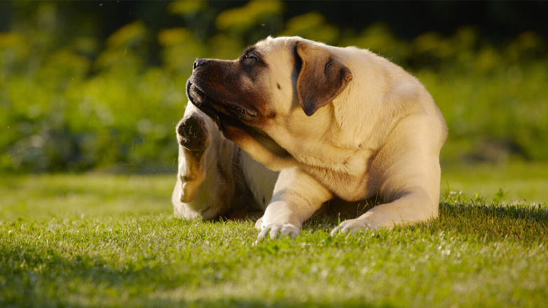 Σκύλος και αλλεργίες: Ποια είναι τα συμπτώματα