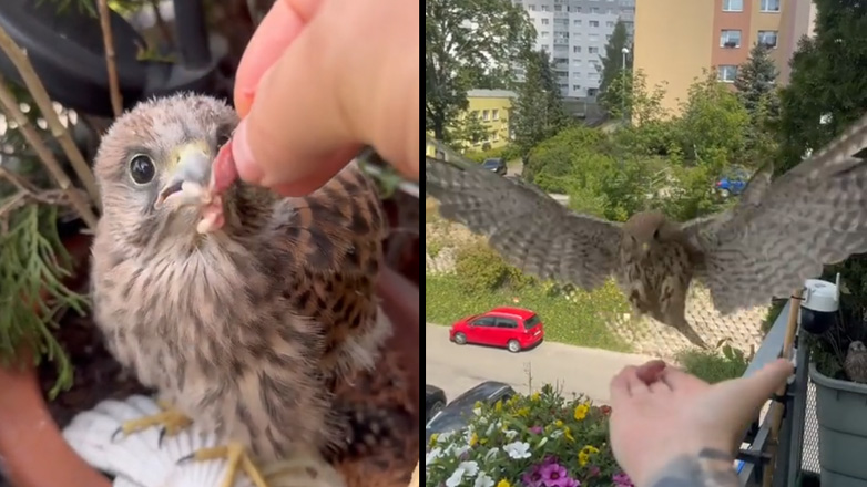 Τσεχία: Οικογένεια γερακιών έκανε κατάληψη σε μπαλκόνι σπιτιού