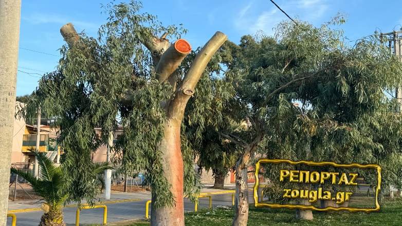 Καρατόμησαν 13 ευκάλυπτους στην παραλία Ελευσίνας
