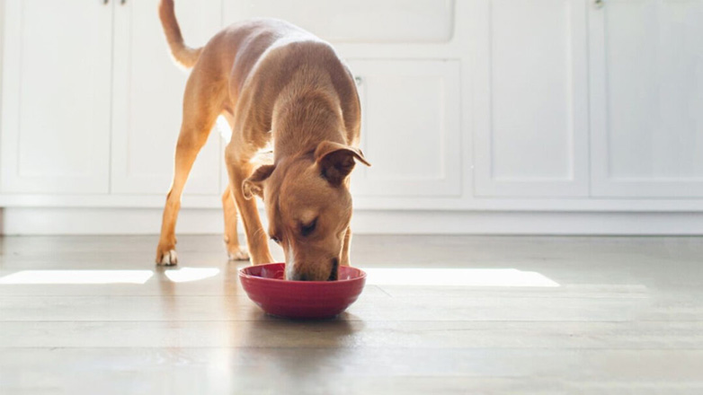 Δημιούργησε ένα υγιεινό σνακ για τον σκύλο σου